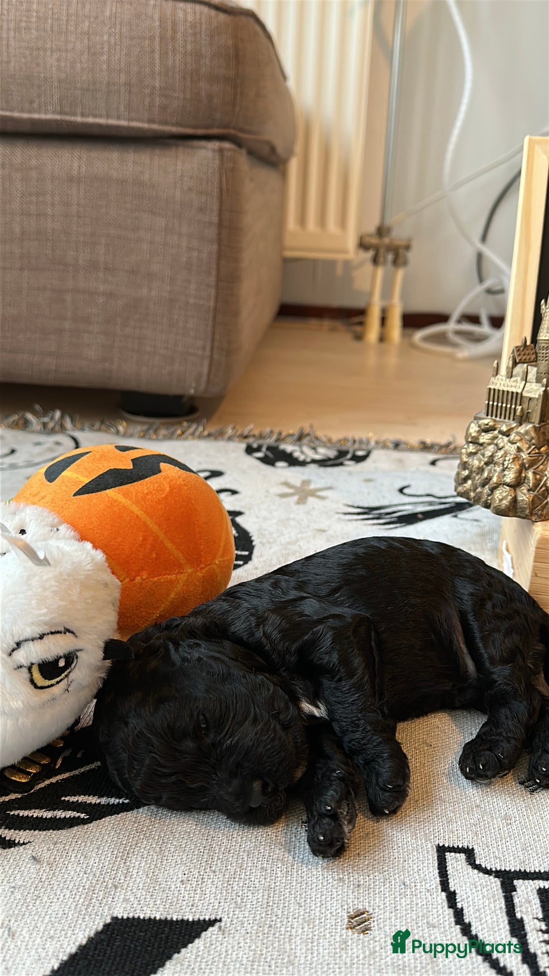 Cockapoo honden te koop: Health-Checked Mini Cockapoo Litter - Advertentie 14