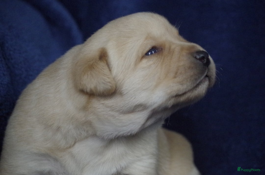Labrador Retriever honden te koop: schitterend geel labrador reutje beschikbaar.  - Advertentie 12