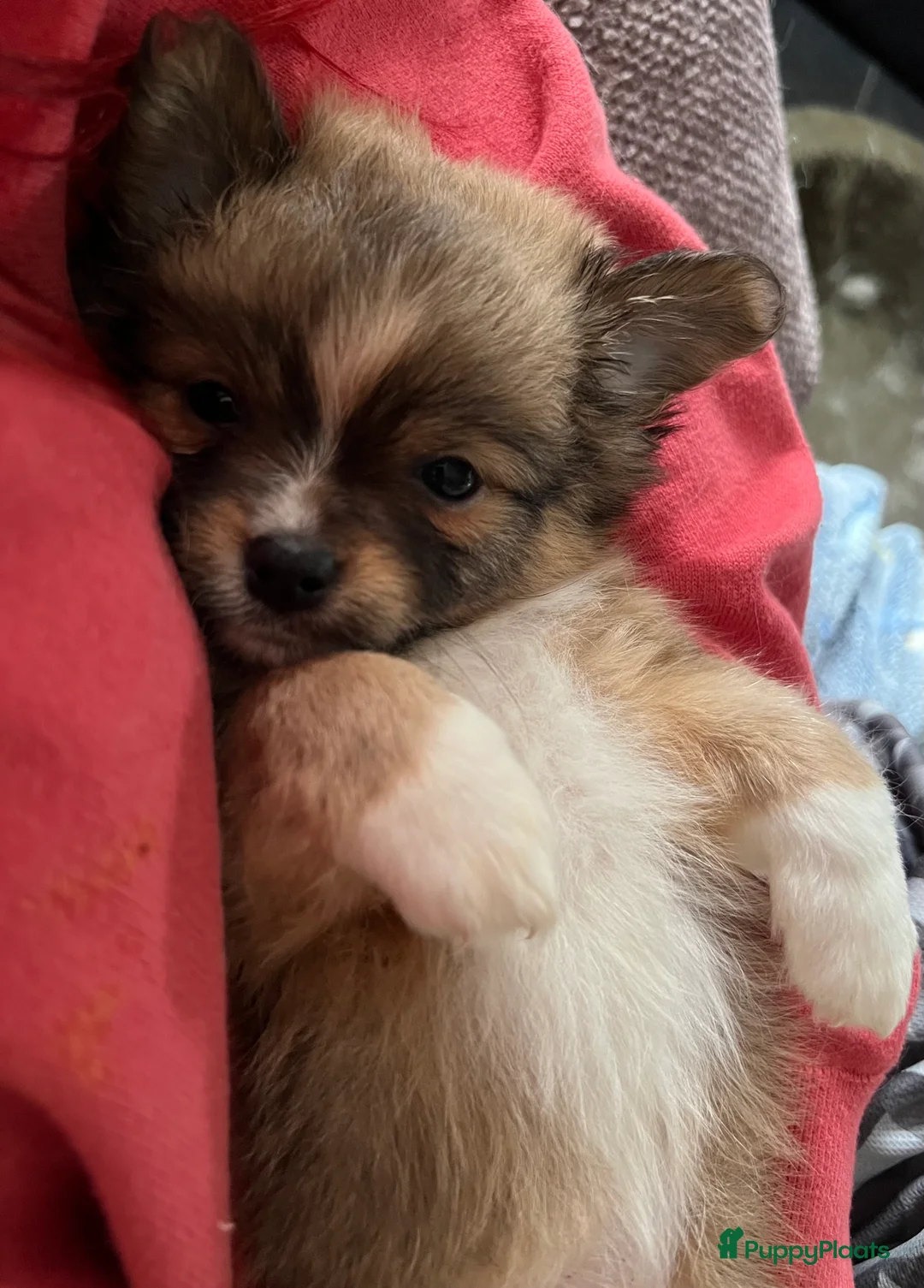 Pomchi honden te koop: Lieve Pomchi pups - Advertentie 5