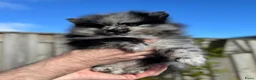 Pomeriaan honden te koop: Prachtige Pomeriaan pups  - Advertentie 4