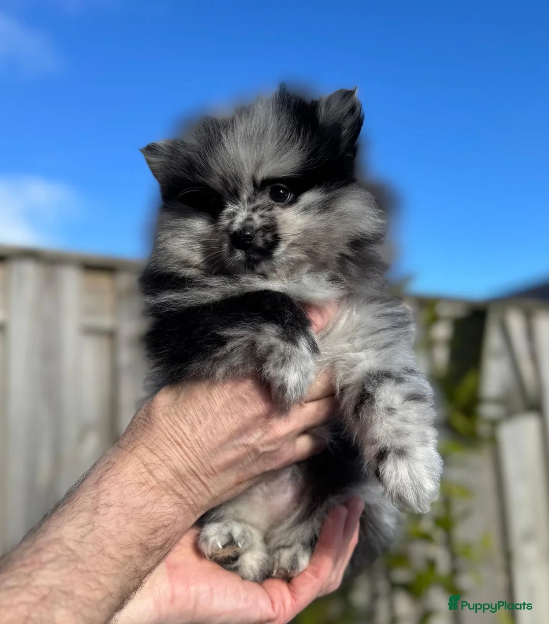 Pomeriaan honden te koop: Prachtige Pomeriaan pups  - Advertentie 4