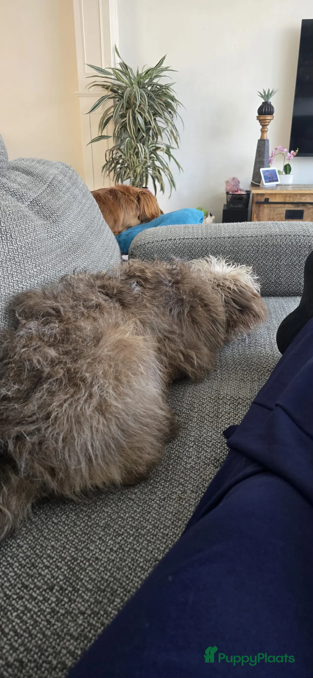 Kruising honden te koop: Kruizing bomer terrier in Gendt - Advertentie 3