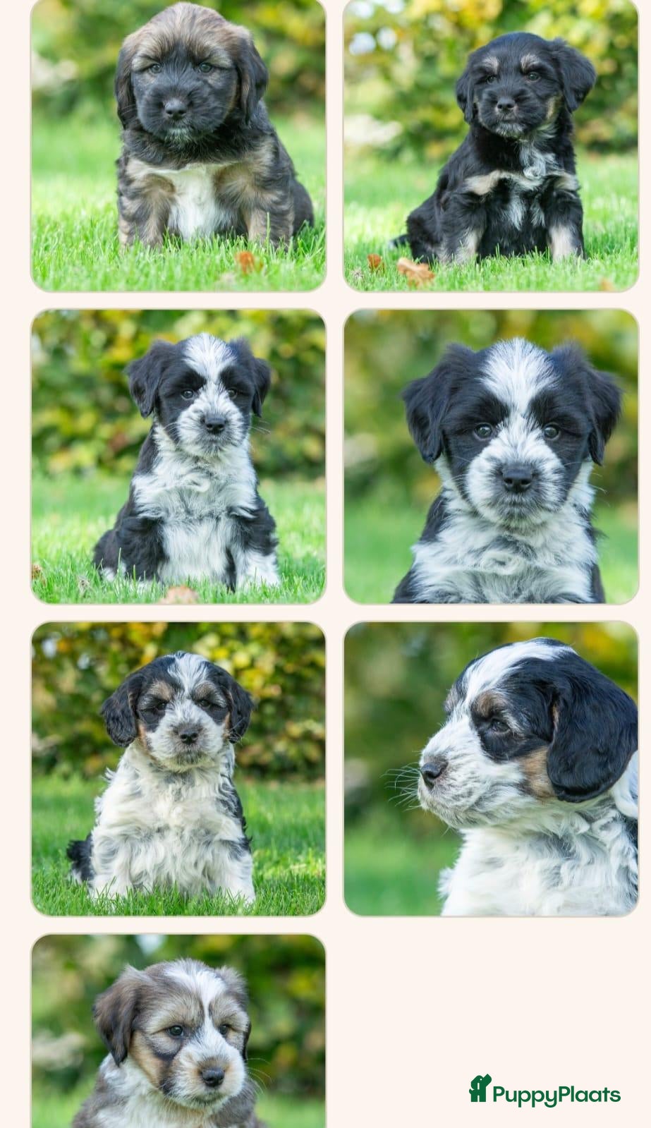 Kruising honden te koop: PRACHTIGE PUPS X boomer x tibetaanse - Advertentie 1