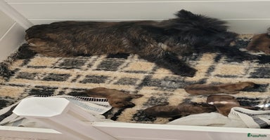 Cairn Terriër honden - Advertentie 4