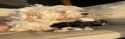 Kruising honden te koop: Prachtige boomer pups  - Advertentie 7