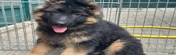 Duitse Herder honden te koop: Duitse herder puppy’s - Advertentie 10