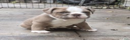 Old English Bulldog honden te koop: Old english bulldog pup mag nest verlaten  - Advertentie 1