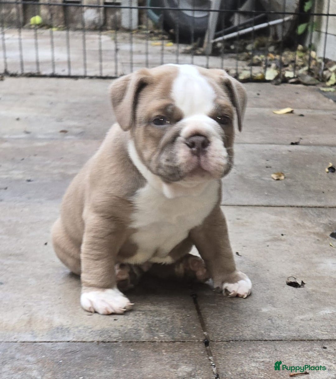 Old English Bulldog honden te koop: Old english bulldog pup mag nest verlaten  - Advertentie 1