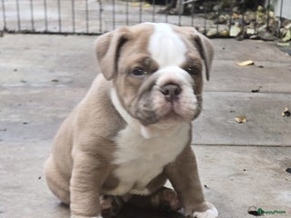 Old English Bulldog honden Old english bulldog pup mag nest verlaten - Advertentie 1