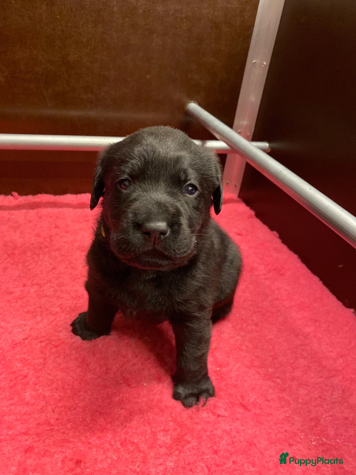 Labrador Retriever honden Prachtige super lieve zwarte labrador reu - Advertentie 1