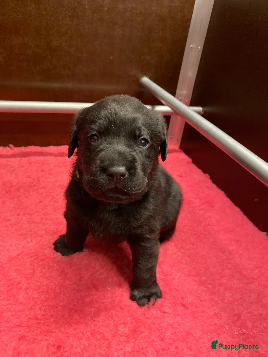 Labrador Retriever honden te koop: Prachtige super lieve zwarte labrador reu - Advertentie 1