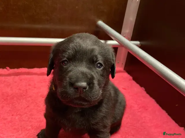 Labrador Retriever honden te koop: Prachtige super lieve zwarte labrador reu - Advertentie 1