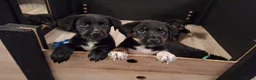 Kruising honden te koop: Bijzondere kruising / Bernsky + Friese Langhaar  - Advertentie 1