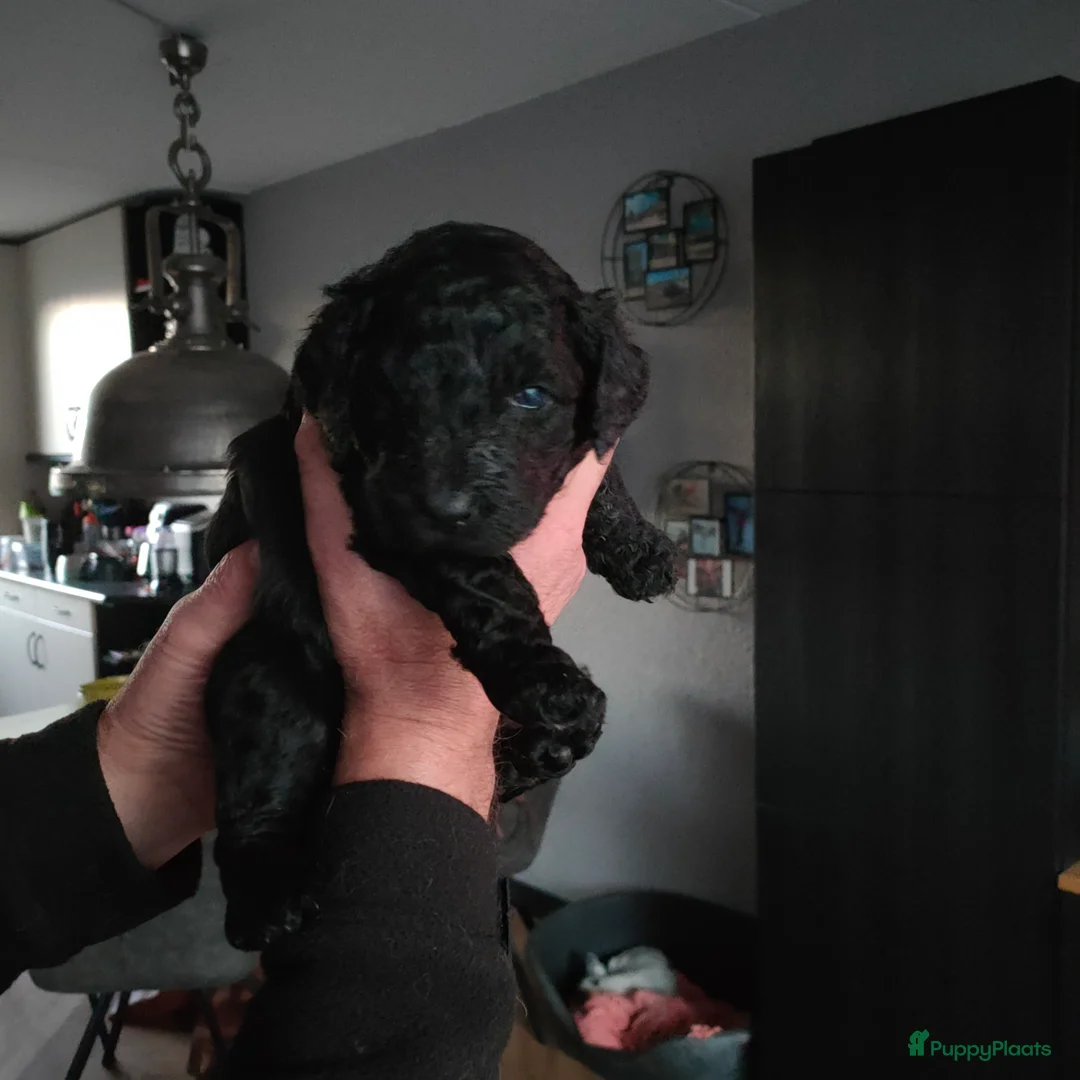 Labradoodle honden te koop: Labradoodle pups - Advertentie 14