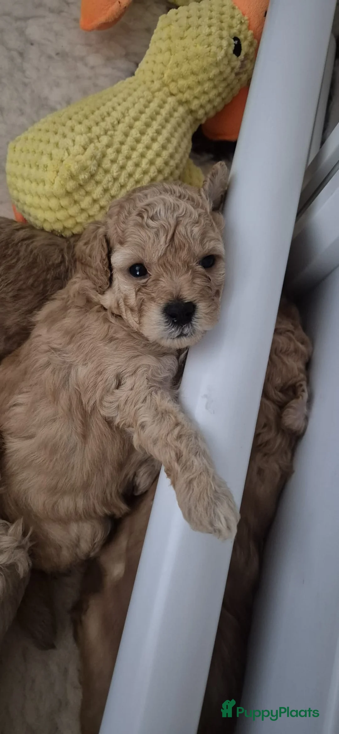 Kruising honden te koop: 2 super schattige toy/dwerg poedeltjes in Sint Philipsland - Advertentie 5