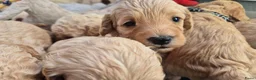 Cockapoo honden te koop: Kleine maat cockapoo pups - Advertentie 25