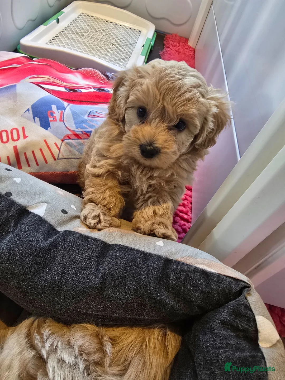Maltipoo honden te koop: Mooie Lieve Maltipoo Maltezer / toypoedel pup - Advertentie 2