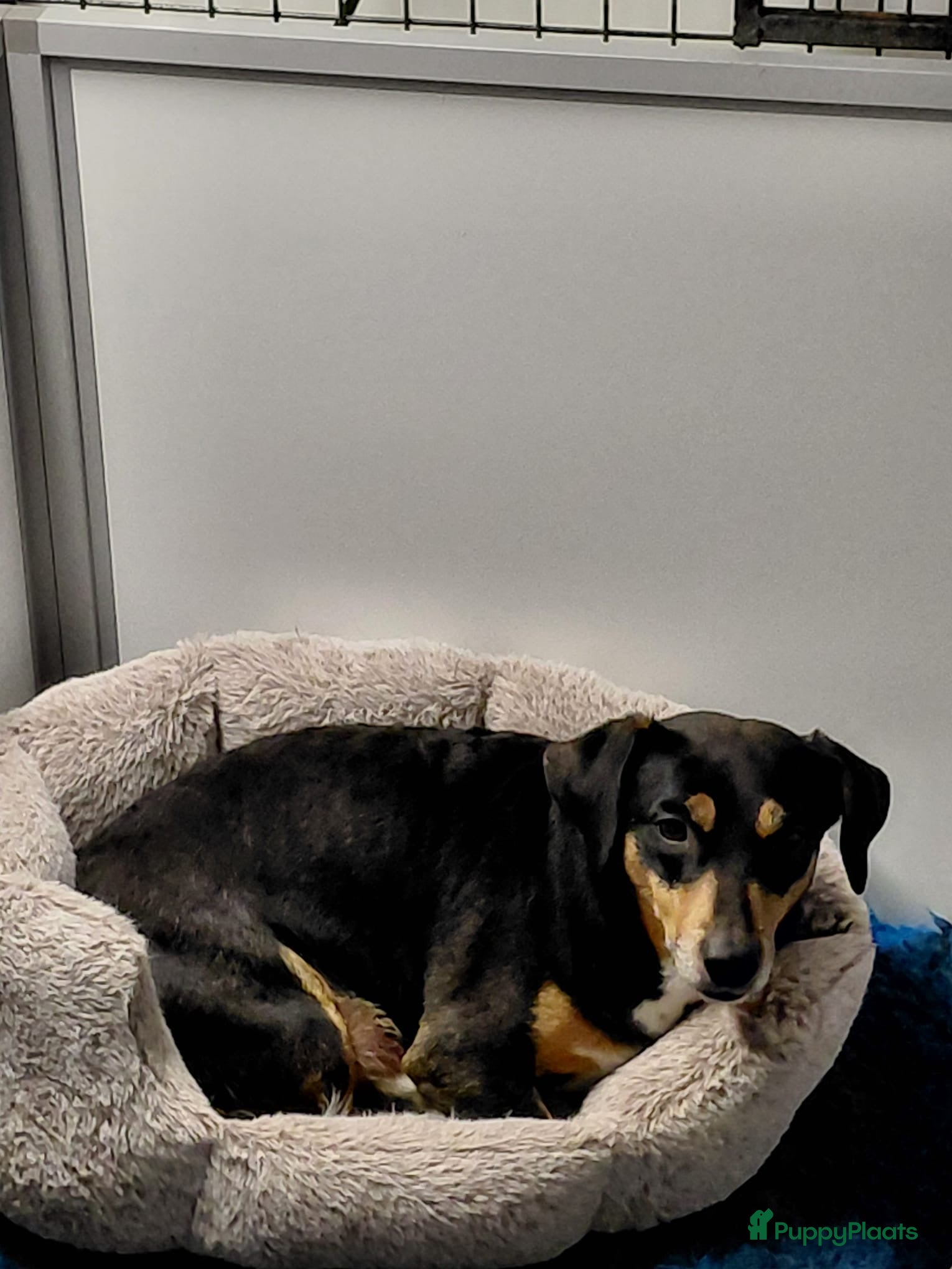 Jack Russel Terriër honden Jackrussel puppy’s  - Advertentie 17