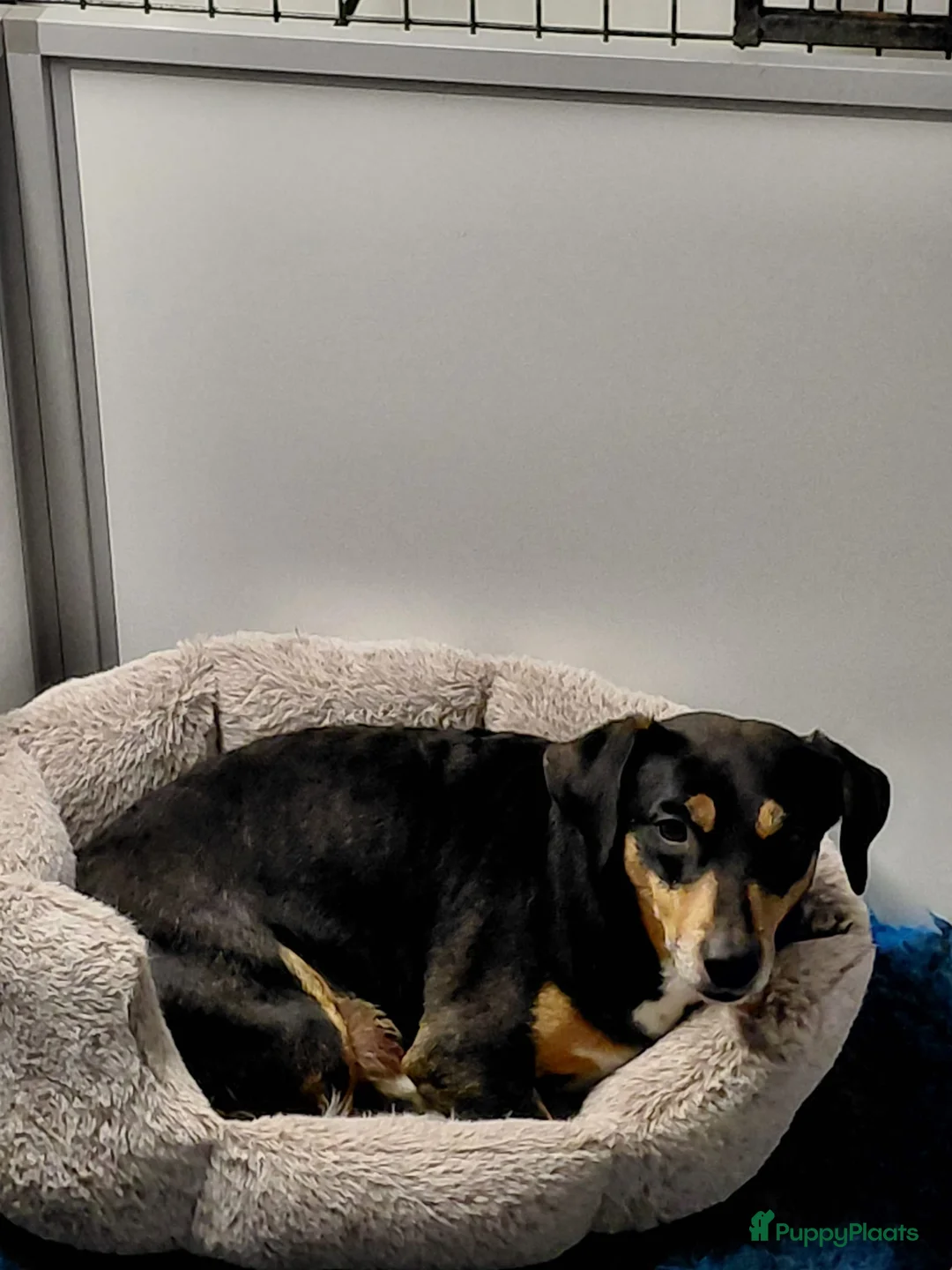 Jack Russel Terriër honden te koop: Jackrussel puppy’s  - Advertentie 1