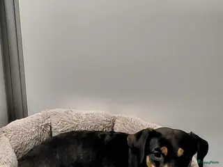 Jack Russel Terriër honden Jackrussel puppy’s - Advertentie 17