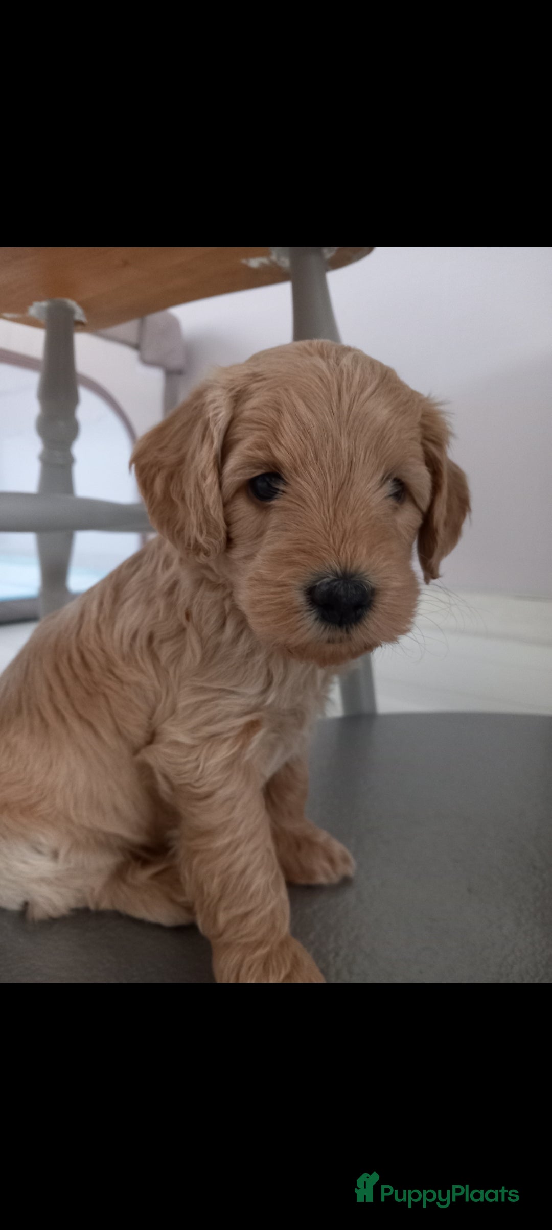 Kruising honden te koop: Prachtige Australian (halve) labradoodle puppies  - Advertentie 10