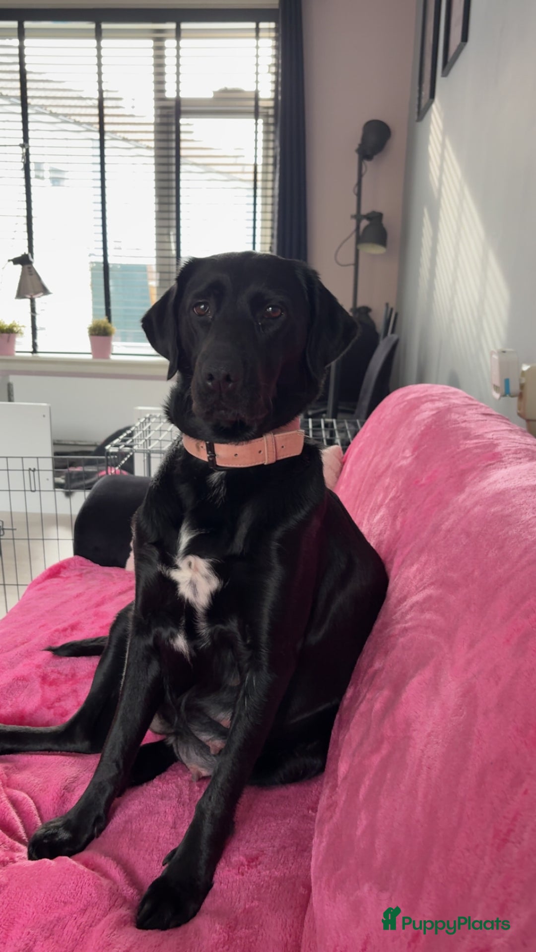 Kruising honden te koop: Labrador puppy’s - Advertentie 2