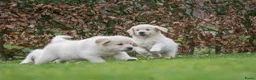 Golden Retriever honden te koop: prachtige golden retriever pups - Advertentie 6