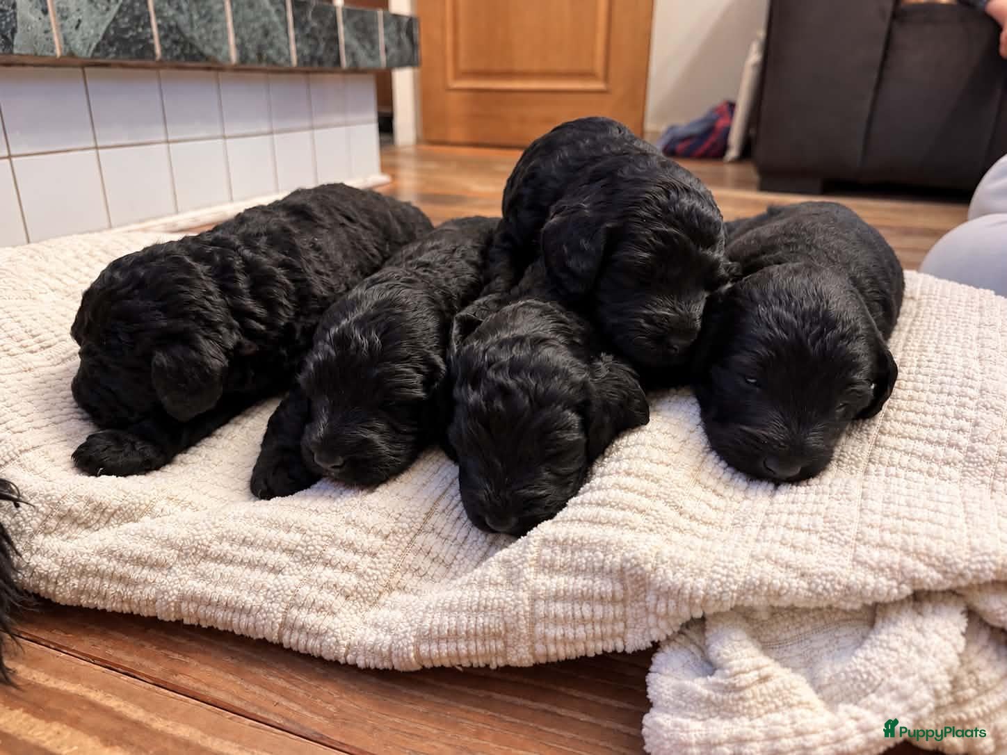 Labradoodle honden  Medium Labradoodle pups  zoeken gouden mandje - Advertentie 2