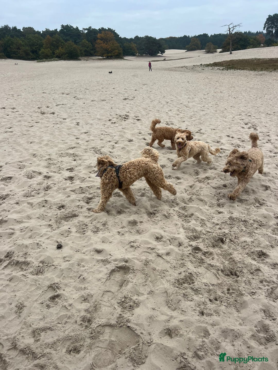 Australian Labradoodle honden te koop: Labradoodle medium ( Australian ) - Advertentie 27