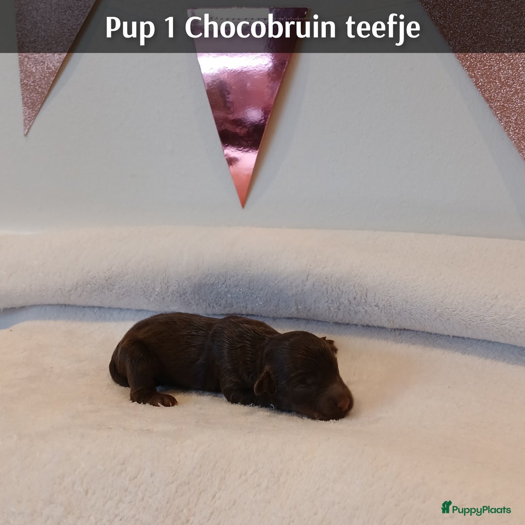 Poedel Toy honden te koop: Rasechte Toy Poedeltjes geboren in 2026! - Advertentie 9