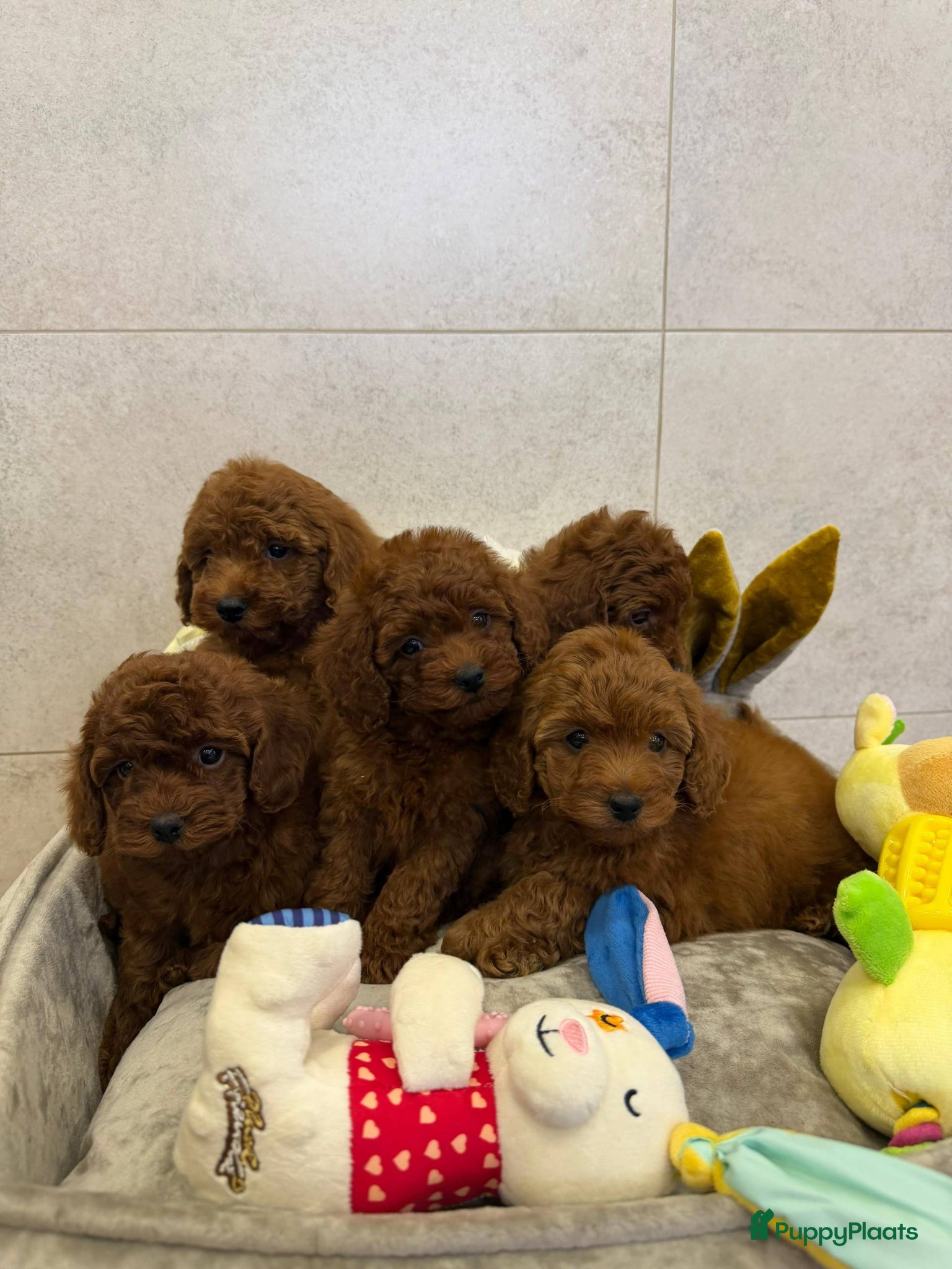 Poedel Toy honden Kleine poedel pups beschikbaar 🐩 - Advertentie 1