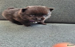 Pomchi honden te koop: Pomchi pups - Afbeelding 1
