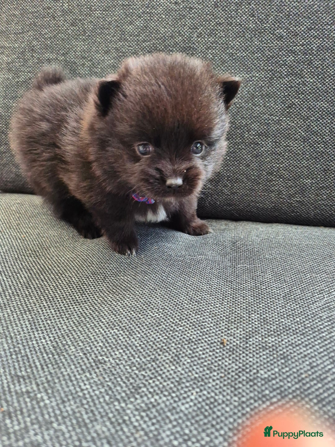 Pomchi honden te koop: Pomchi pups - Afbeelding 1