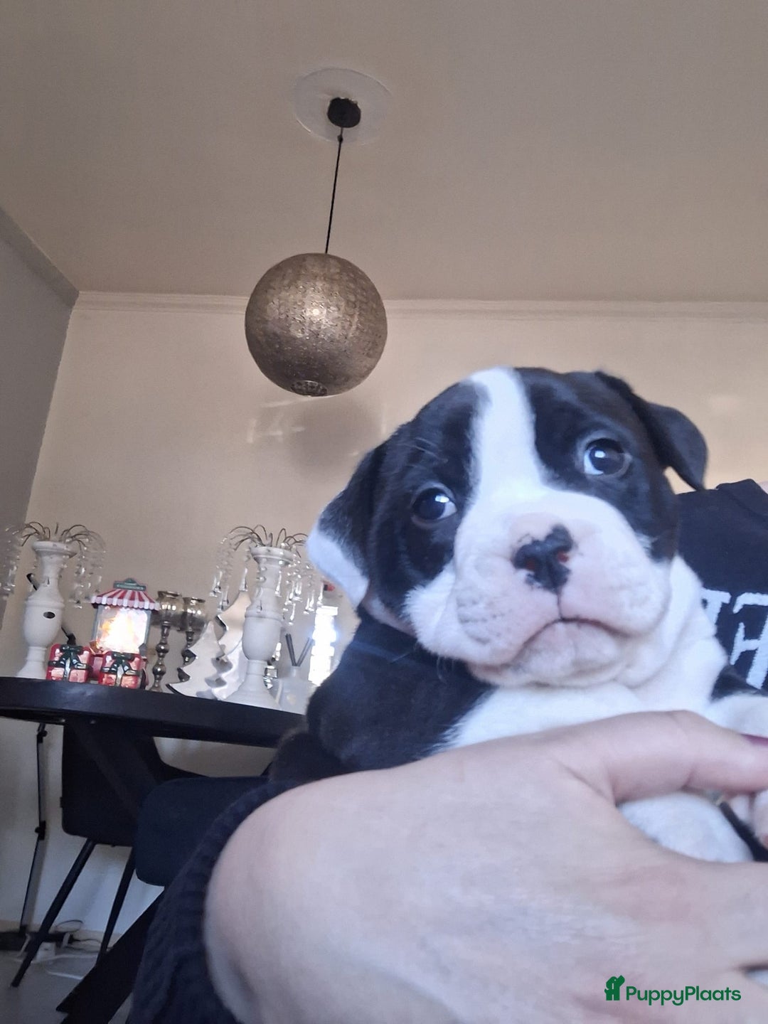 Kruising honden te koop: 2 leuke mooie teefjes  - Advertentie 5