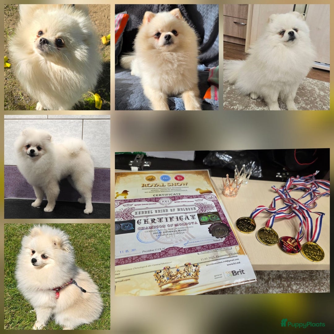 Pomeriaan honden ter dekking: Pomeriaan Dekreu Thomas (niet te koop) - Advertentie 7