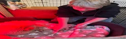 Pomeriaan honden te koop: Pomeriaan pupjes (keeshond) 2 gereserveerd - Advertentie 9