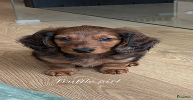 Teckel (langhaar) honden Longhaired Teckel puppies - Advertentie 8