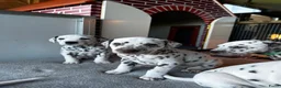 Dalmatiër honden te koop: Dalmatiër Pups van erkende fokker! - Advertentie 6