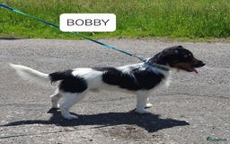 Jack Russel Terriër honden te koop: Lieve ruwharige JACK RUSSELTJES Laagbenig, dď - Afbeelding 21