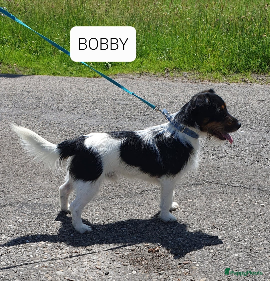 Jack Russel Terriër honden te koop: Lieve ruwharige JACK RUSSELTJES Laagbenig, dď - Afbeelding 21