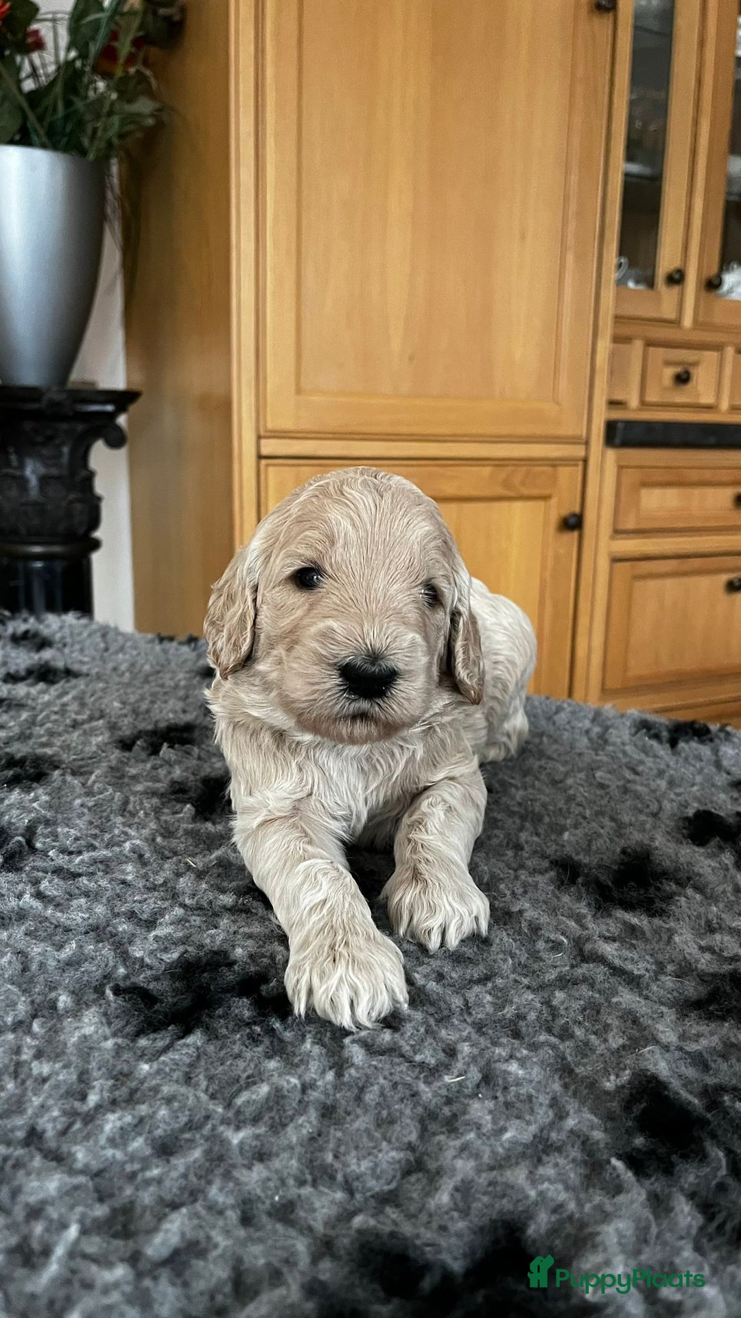 Labradoodle honden te koop: mooie multi x labradoodle australiën doodle pups - Advertentie 6