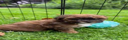 Kruising honden te koop: Schattige Sociale maltipoo x boomer puppies  in Damwâld - Advertentie 18
