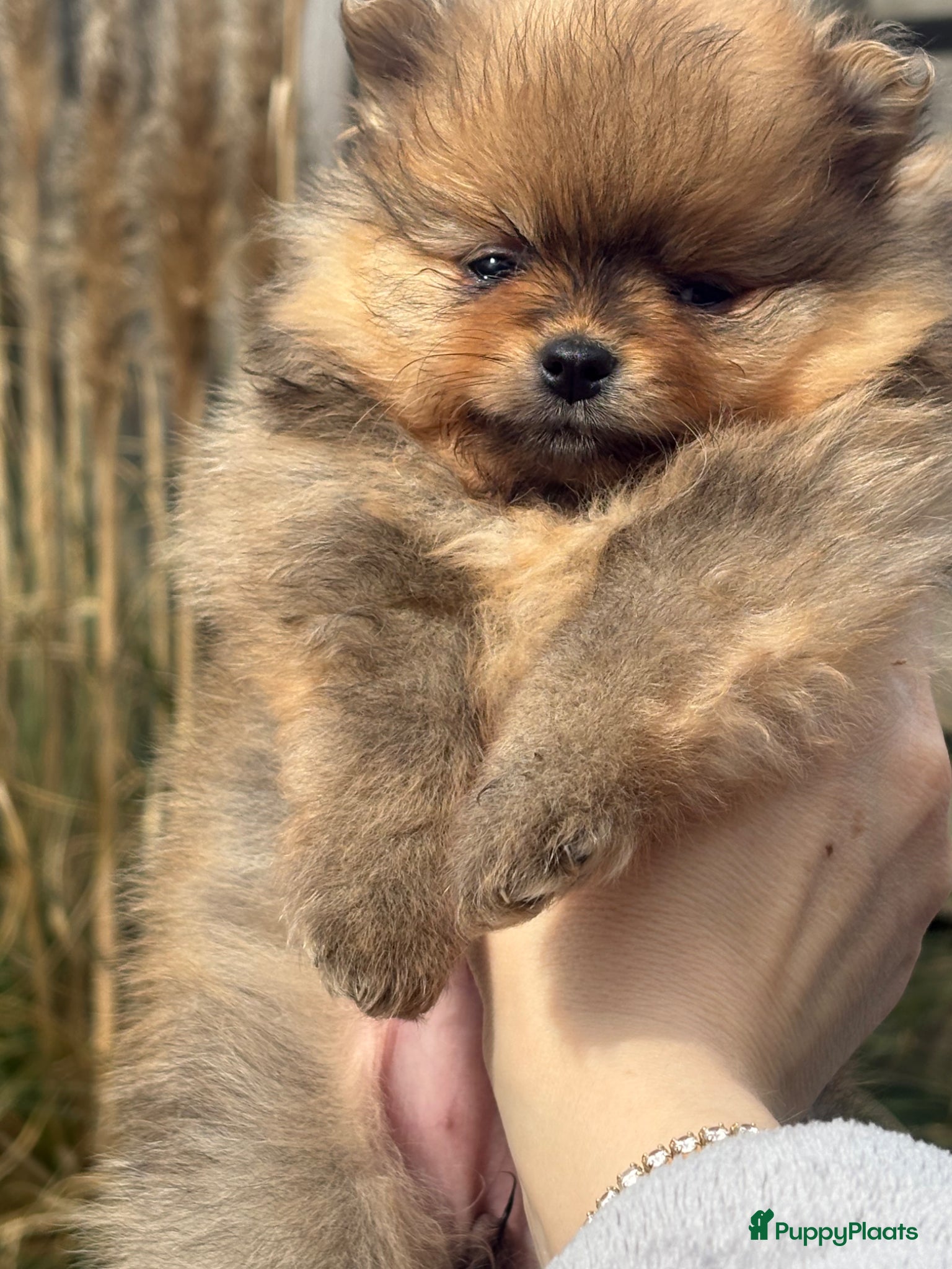 Pomeriaan honden 🐾 pomeriaan puppy,s teefjes en reutje - Advertentie 4