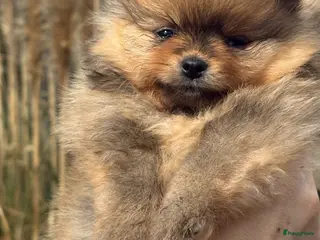 Pomeriaan honden 🐾 pomeriaan puppy,s teefjes en reutje - Advertentie 4