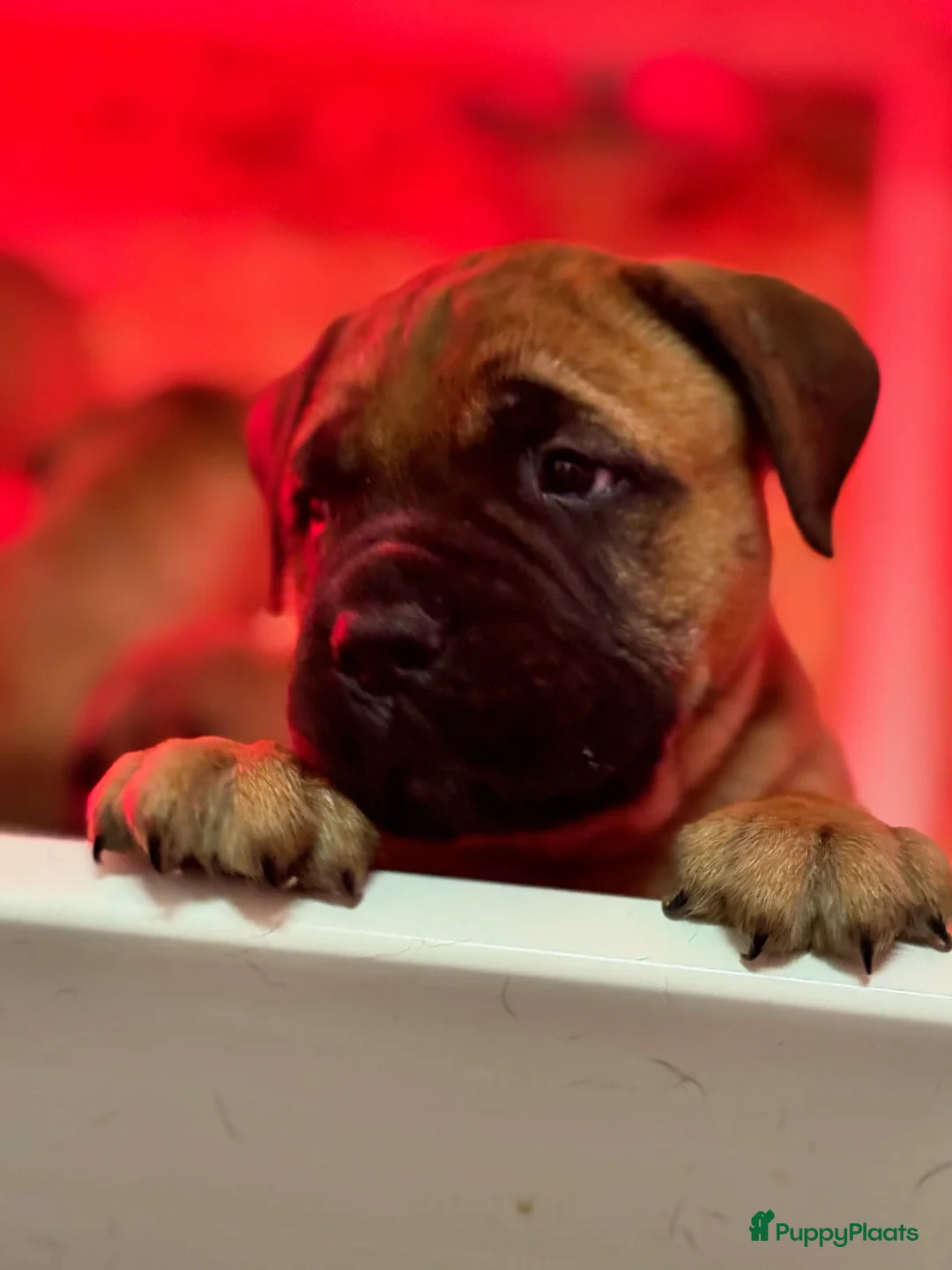 Bullmastiff honden te koop: Bullmastiff  - Advertentie 10