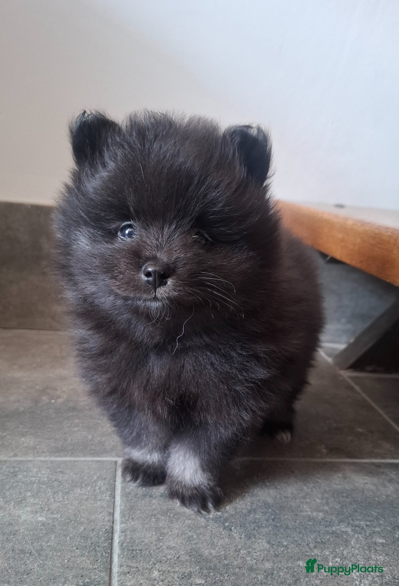 Pomeriaan honden Laatste dwergkees pup reutje - Advertentie 1