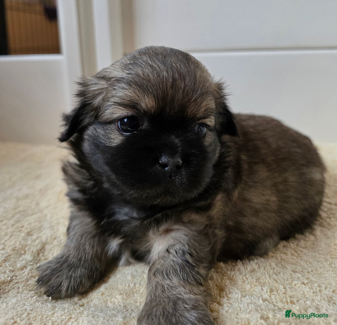 Tibetaanse Spaniel honden te koop: Tibetaanse spaniel pups beschikbaar (Groningen) - Advertentie 2