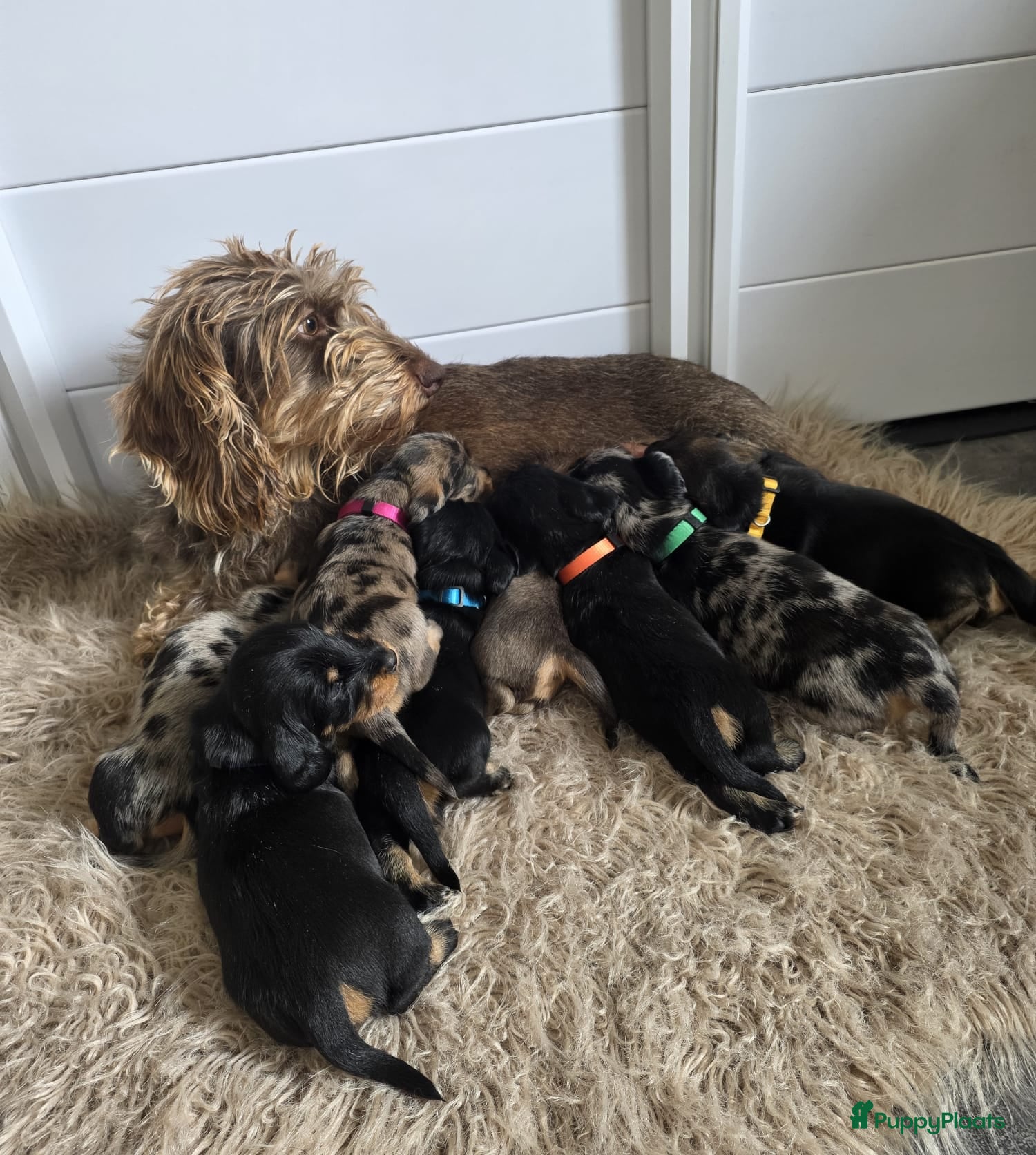 Ruwhaar Teckel honden Standaard Ruwharige Teckelpups met stamboom FCI  - Advertentie 1