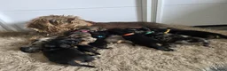 Ruwhaar Teckel honden te koop: Standaard Ruwharige Teckelpups met stamboom FCI  - Advertentie 1