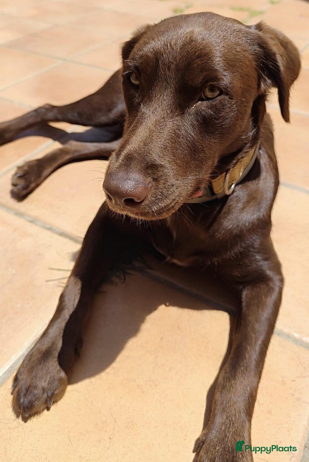 Labrador Retriever honden ter adoptie: lulu en maya twee labrador x  zoeken een en vriend - Afbeelding 12